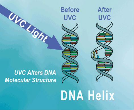   Δημιουργών T5 T6 T8 πιό πρόσφατος του U UVC UV λαμπτήρας αποστείρωσης 17/36/37/41w σωλήνων μικροβιοκτόνος batericidal